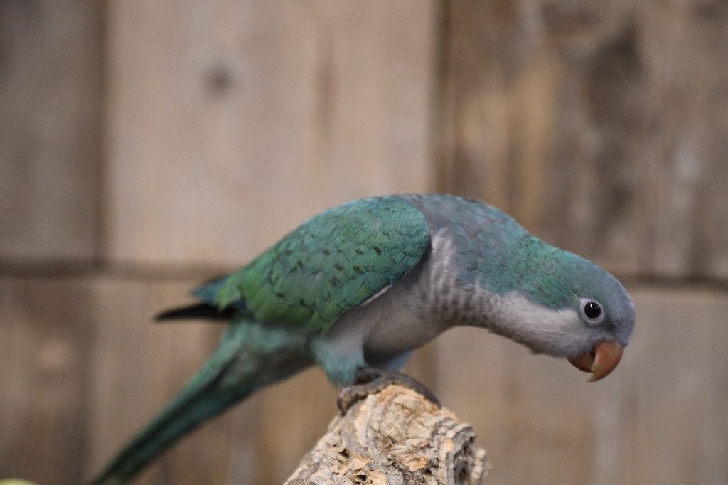 Jonge Baby Muisparkieten | Handtam | Div. Kleuren, Dieren en Toebehoren, Vogels | Parkieten en Papegaaien, Meerdere dieren, Parkiet