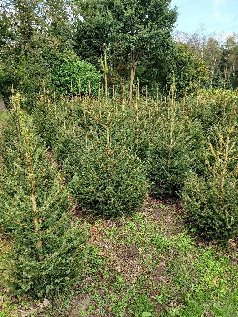 Kerstbomen Picea Abies 125/150 en 150/175, Bloeit niet, Halfschaduw, 100 tot 250 cm, Overige soorten