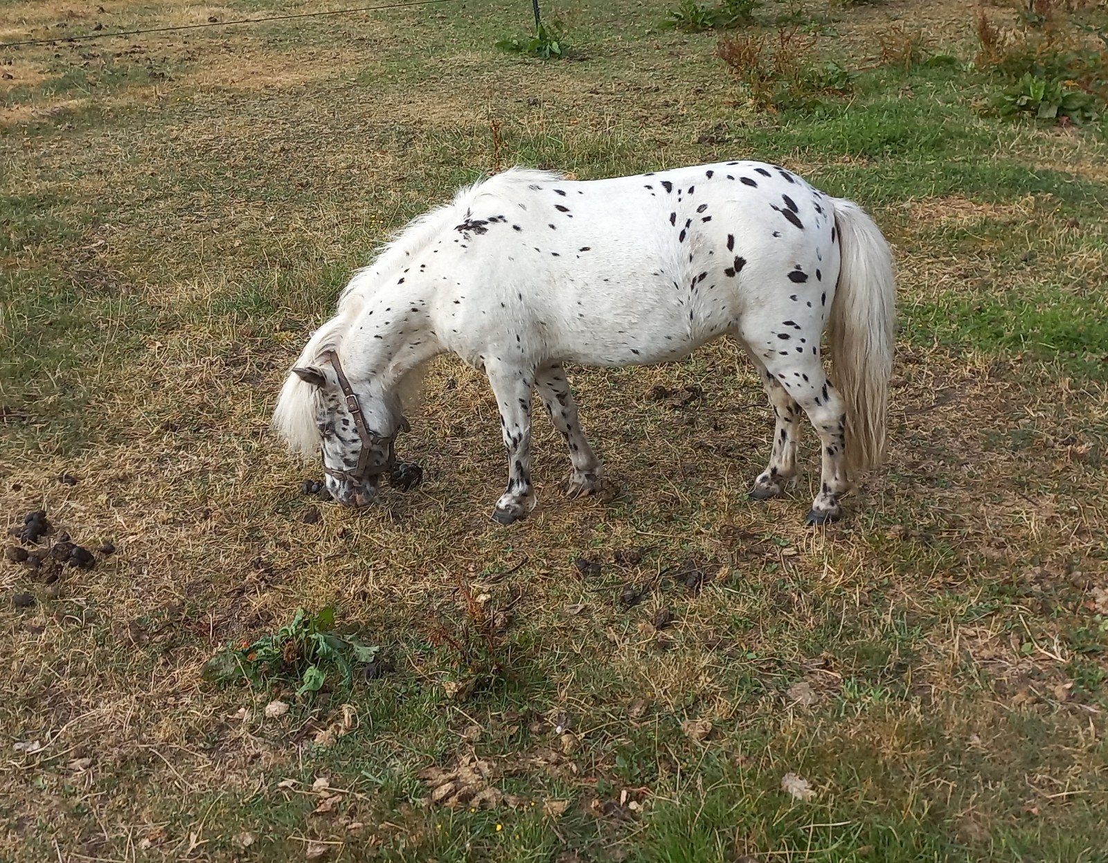 APPALOOSA MERRIE EN MEER., Merrie