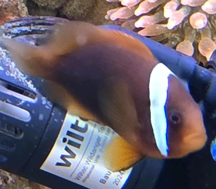 Amphiprion frenatus
/ 1 bands anemoonvis, Dieren en Toebehoren, Vissen | Aquariumvissen, Vis, Zoutwatervis