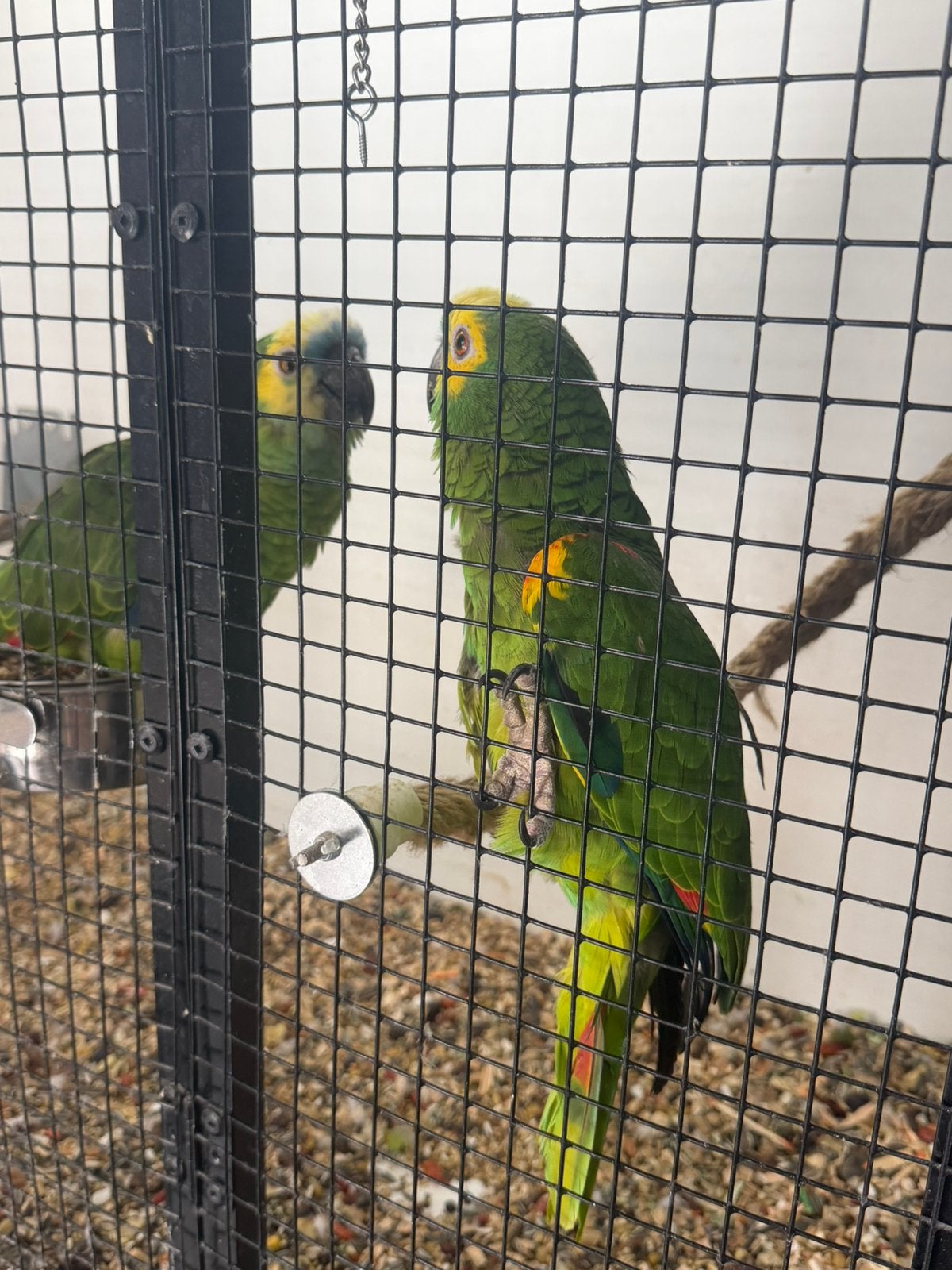 Koppel blauwvoorhoofd amazon, Meerdere dieren, Parkiet, Geringd
