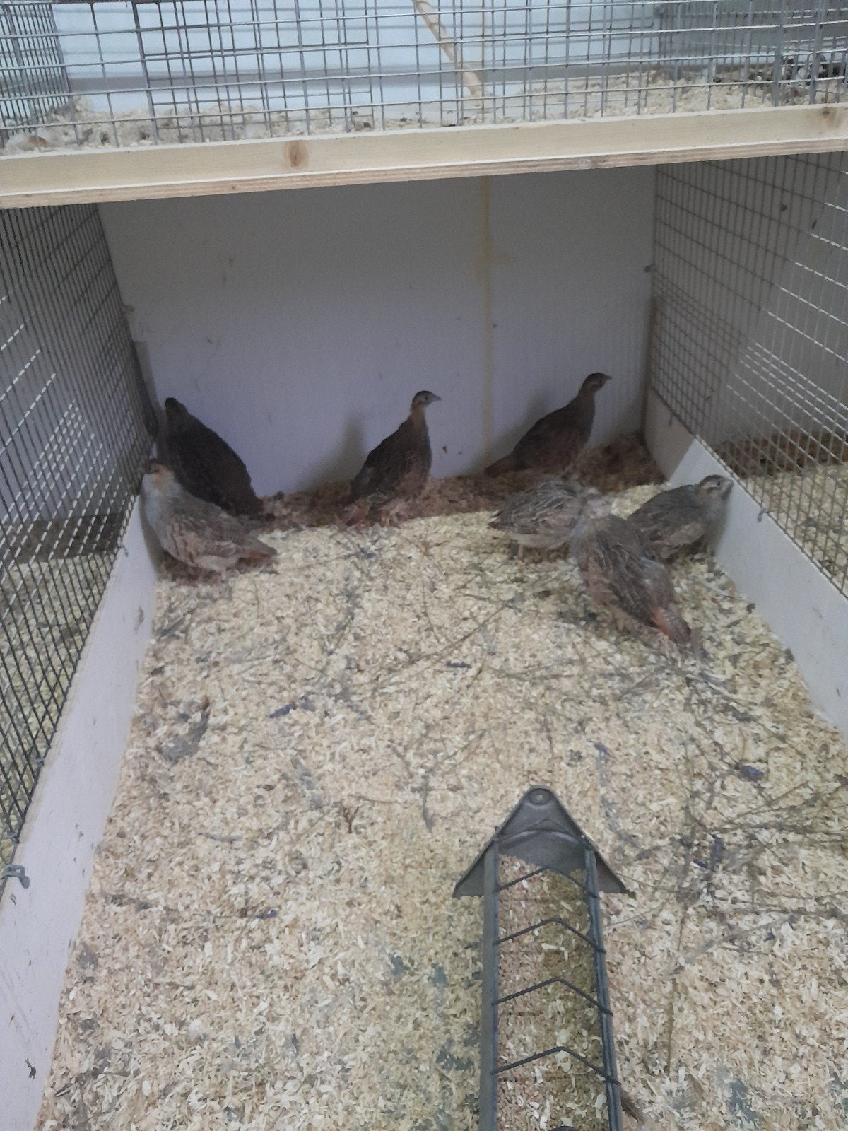 europese veld patrijs, Dieren en Toebehoren, Meerdere dieren