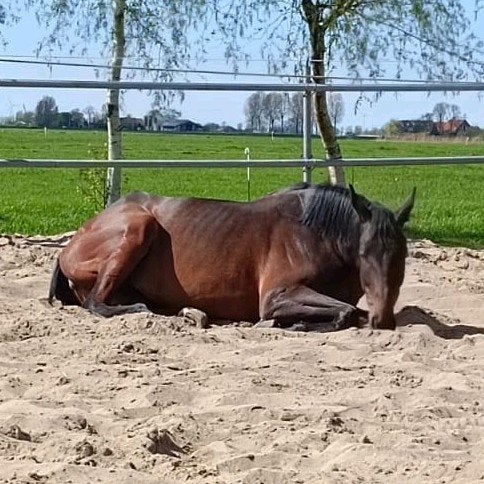 Verzorger gezocht, Ophalen of Verzenden
