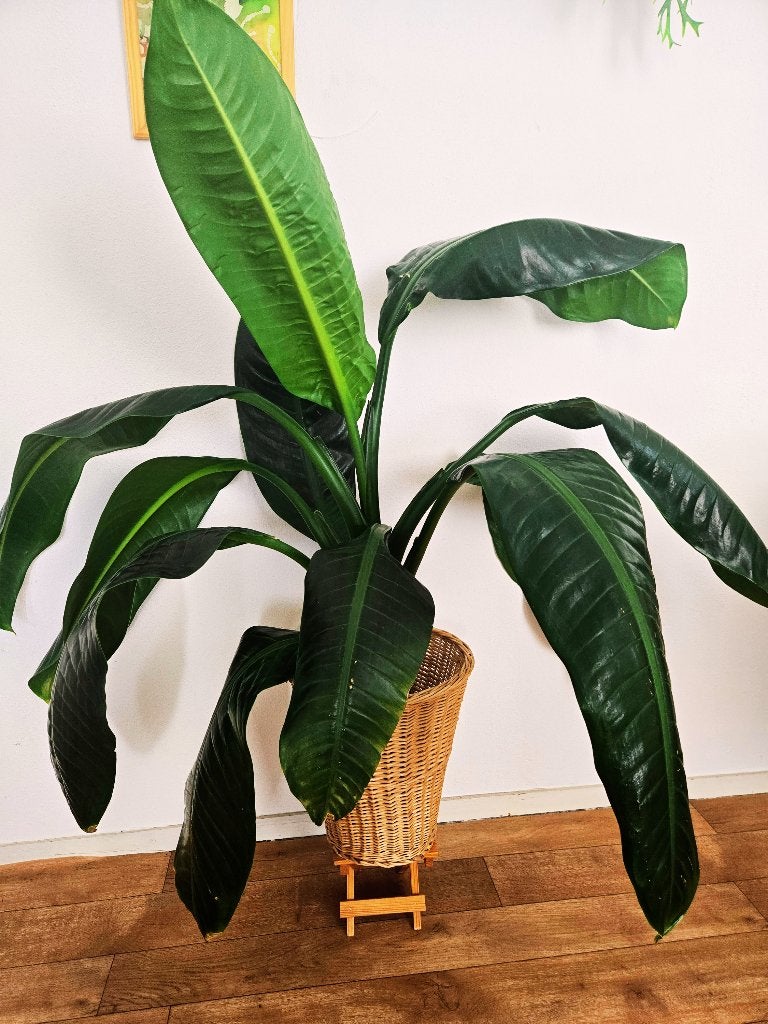 Zeldzame tropische Dieffenbachia "Big Ben", Overige soorten, Minder dan 100 cm, Groene kamerplant, Halfschaduw