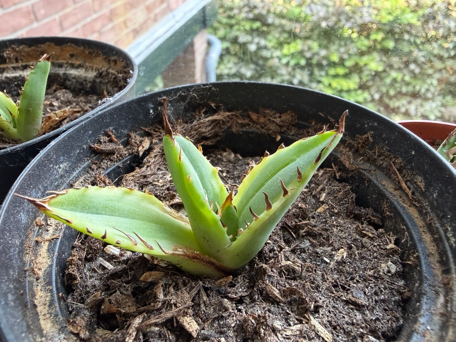 Agave titanota marginata stek - Zeldzame succulent, Overige soorten, Volle zon, Vaste plant, Ophalen of Verzenden