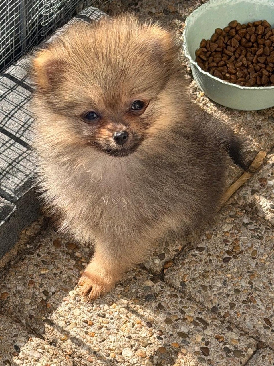 Pomeriaan puppy's met NL FCI stamboom, Dieren en Toebehoren, Keeshond, Reu, CDV (hondenziekte), 8 tot 15 weken