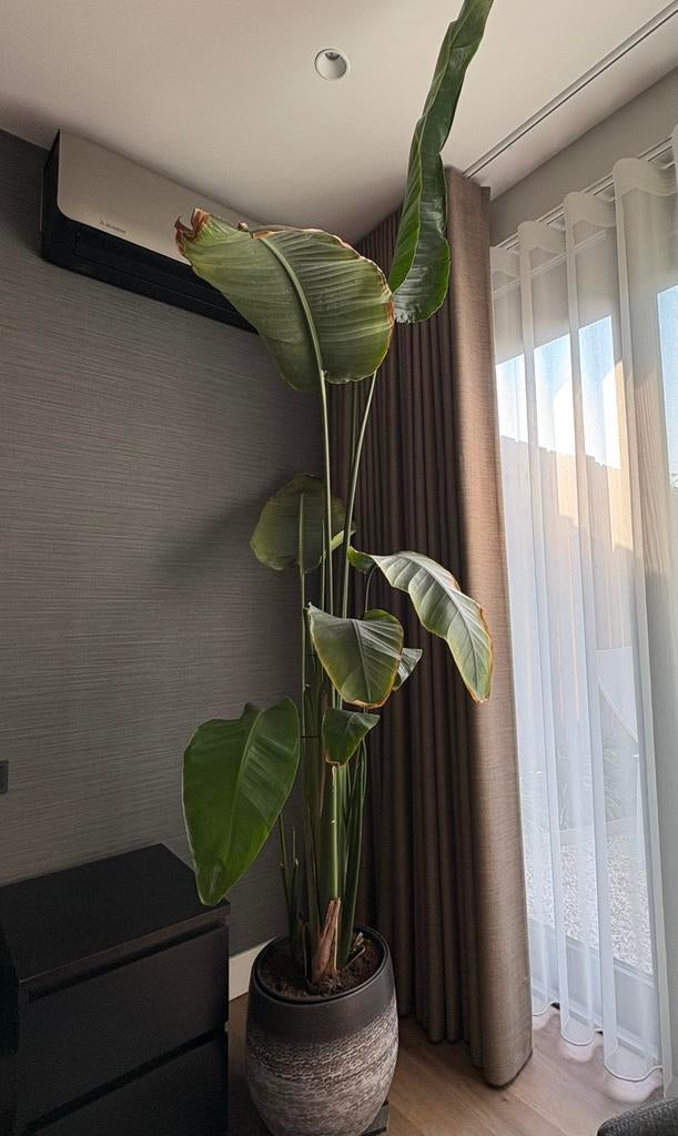 Grote Strelitzia 250cm hoog in pot grote Strilitzia, Ophalen, In pot, Halfschaduw, 200 cm of meer