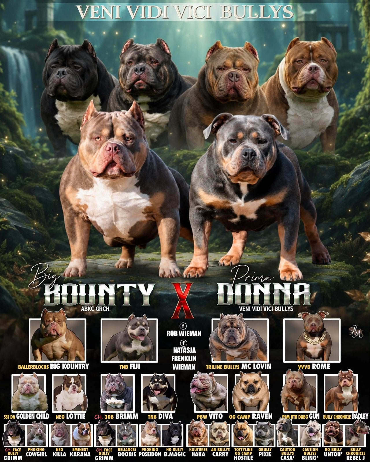 Foto 2 van 🔥American bully pups uit grand champion line, tricolors