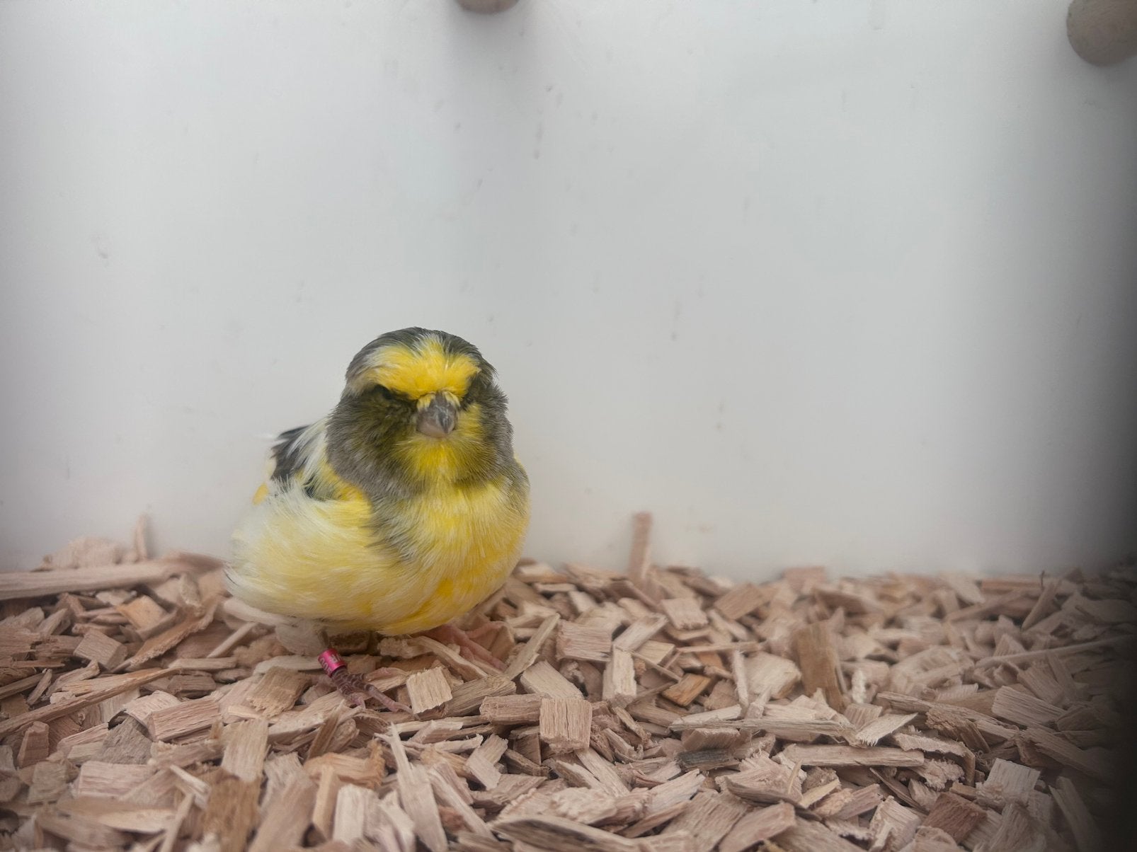 Gezocht gloster kanaries, Meerdere dieren, Postuurkanarie