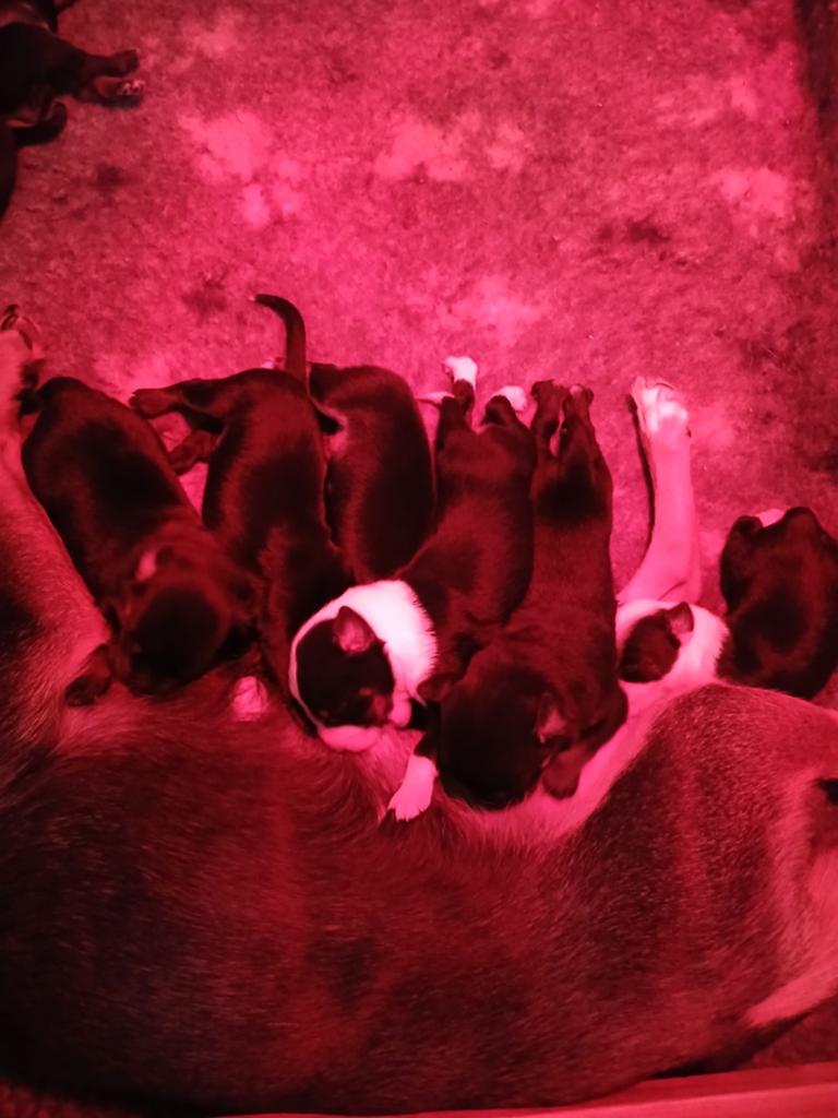 Pups kruising boerenfox x Duitse jachtterrier x appenseller, Dieren en Toebehoren, Honden | Niet-rashonden, HCC (leverziekte)