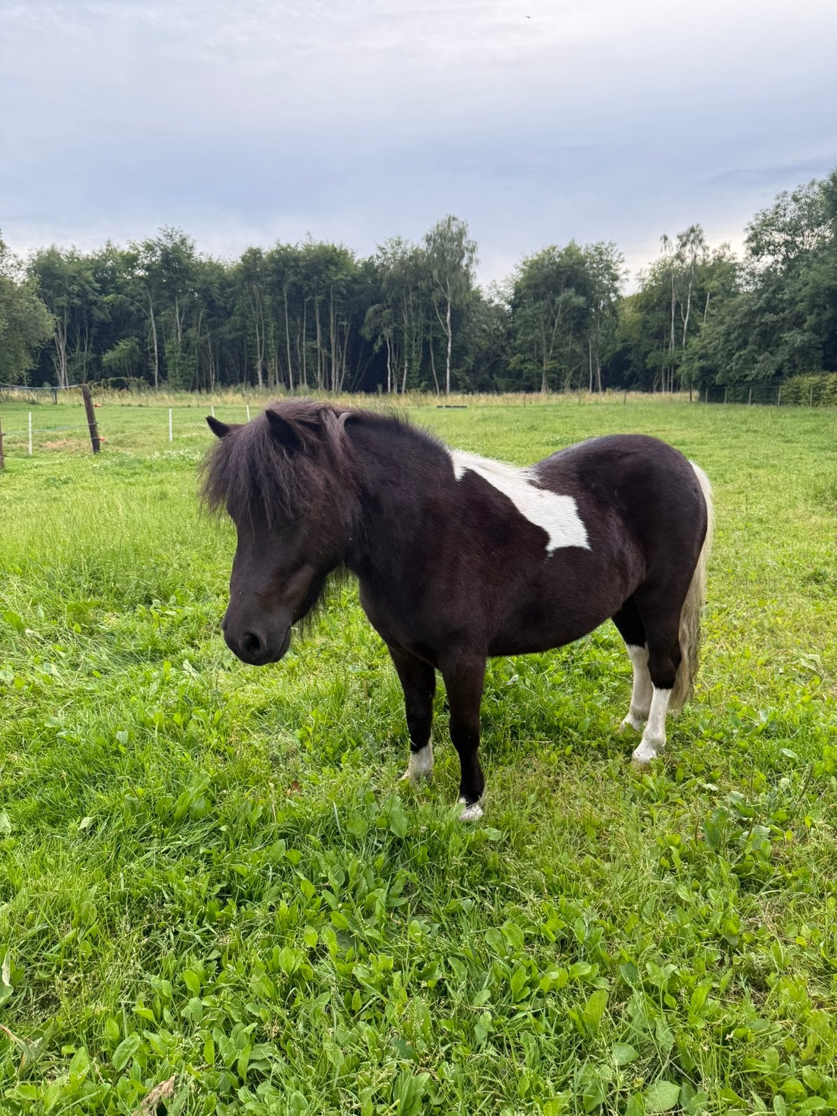 Super mooie lieve zwartbonte kinderpony shetlander merrie., Dieren en Toebehoren, Pony's, Merrie, A pony (tot 1.17m), Ontwormd