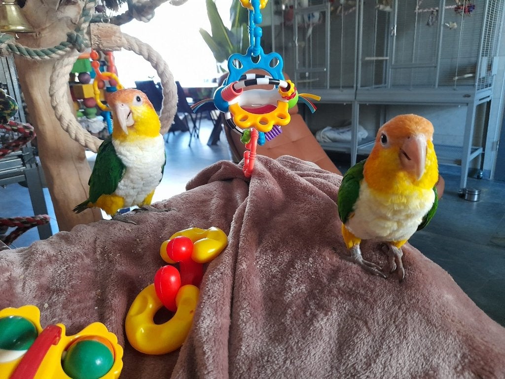 2 Roestkop Caiques met kooi en javaboom, Dieren en Toebehoren, Vrouwelijk, Papegaai, Tam