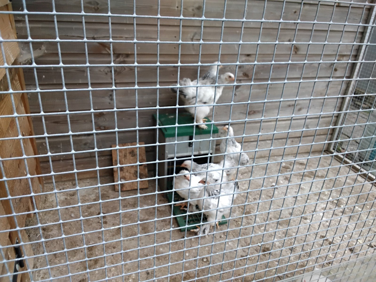6 jonge brahma's (groot) columbia, Geslacht onbekend, Kip