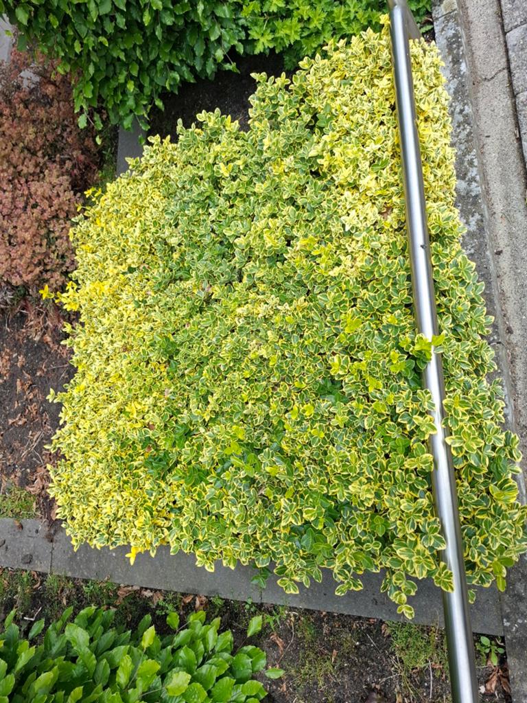 Euonymus fortunei 'Emerald 'n' Gold' - Bonte Kardinaalsmuts, Ophalen, Bodembedekkers, Volle zon, Vaste plant