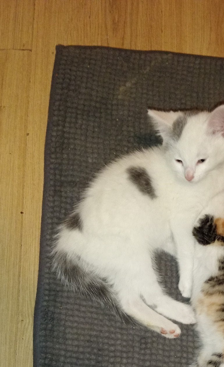 Mag ik bij jou wonen?🥰 Katertje van 11 weken, 0 tot 2 jaar