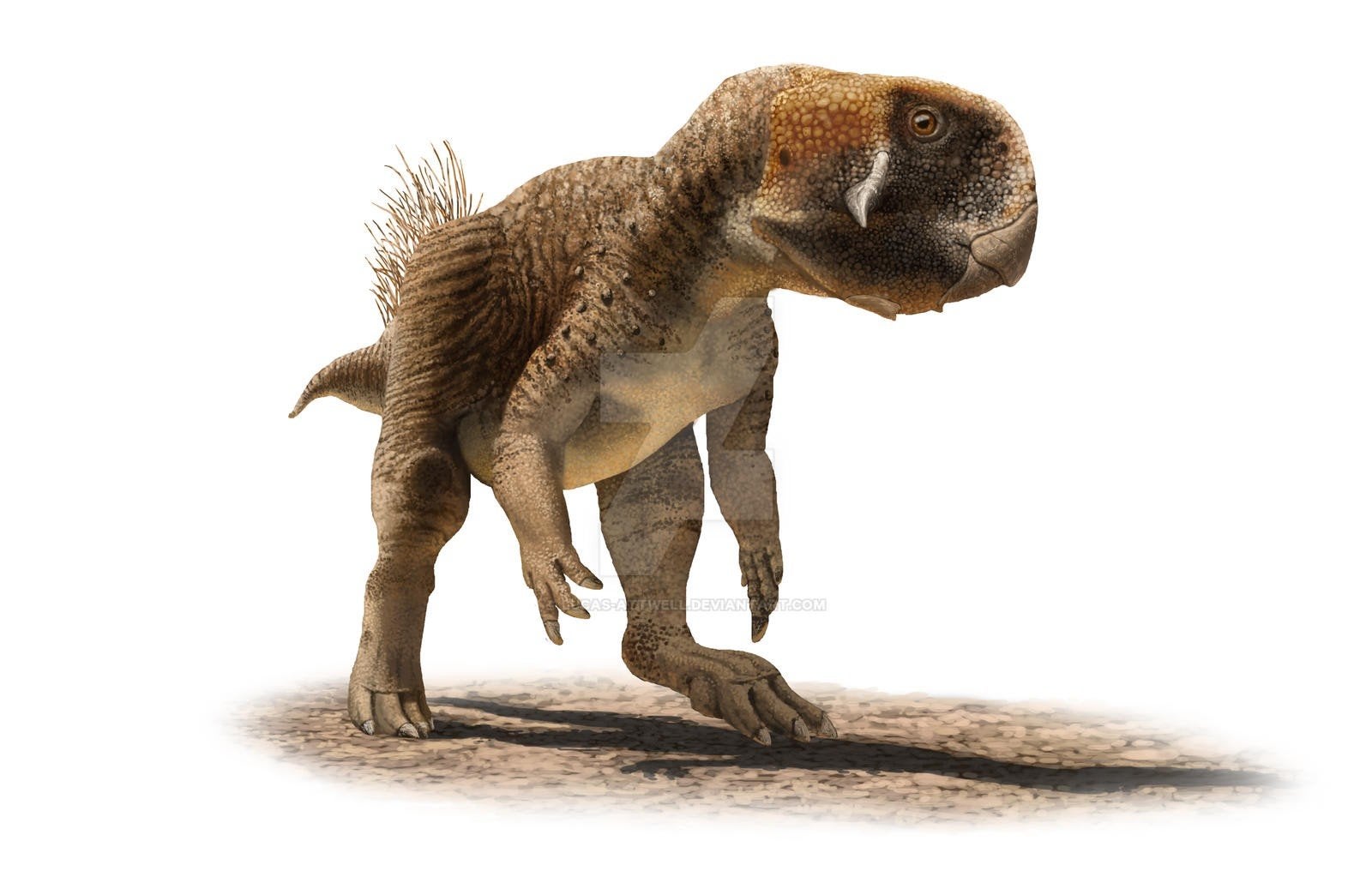 Foto 15 van UNIEK ORIGINEEL PSITTACOSAURUS-SKELET – MUSEUMKWALITEIT