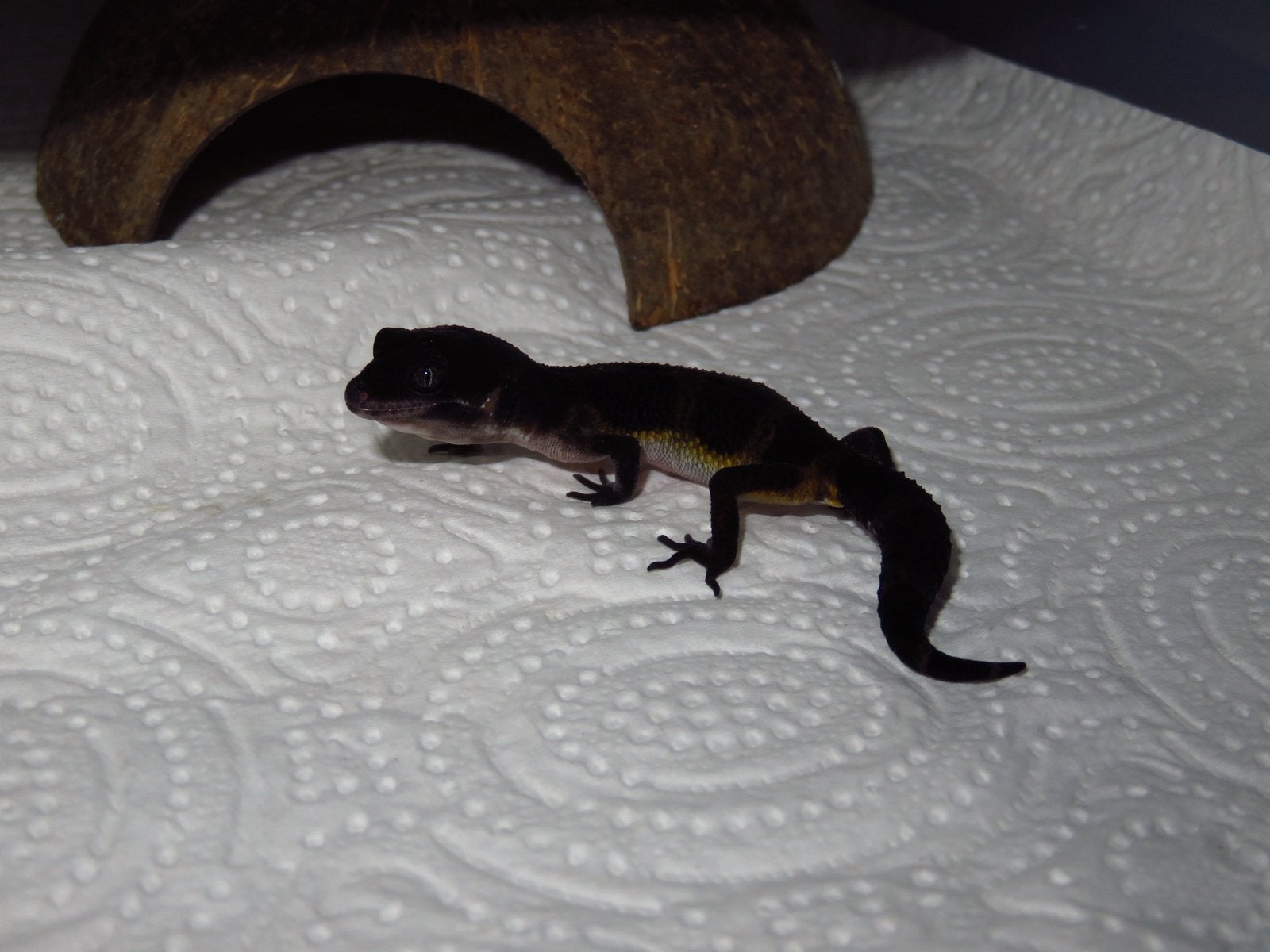 Full black night luipaardgekko, Hagedis, Tam, 0 tot 2 jaar