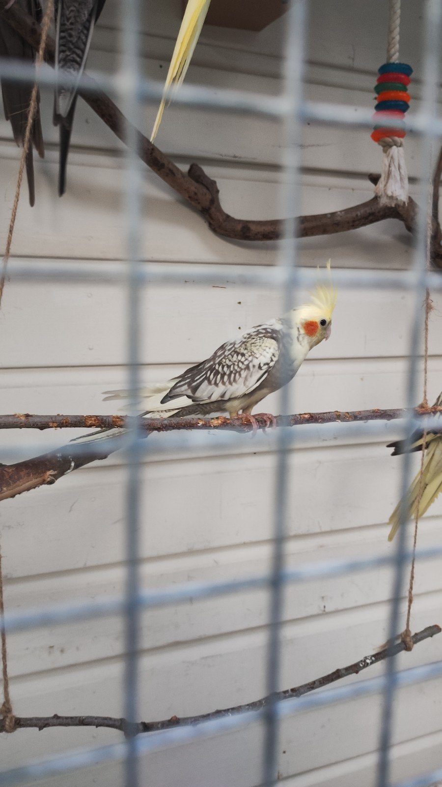 Jonge valkparkieten, Meerdere dieren, Parkiet, Tam