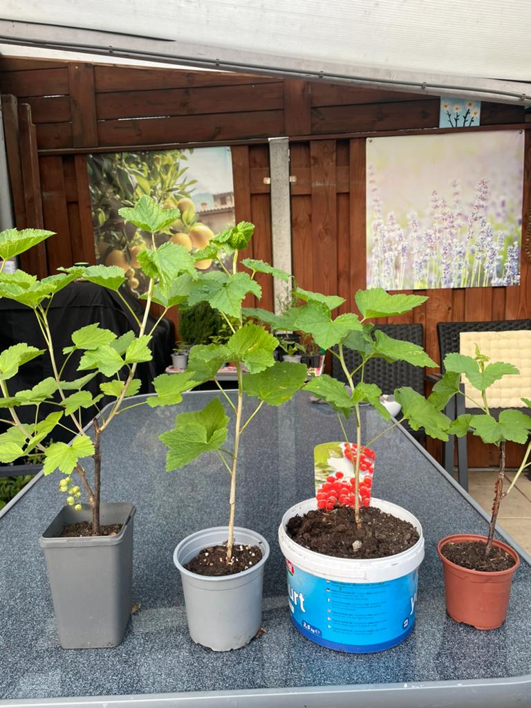 Bessen planten.  Alles voor €8, Ophalen, In pot, Overige soorten, Zomer