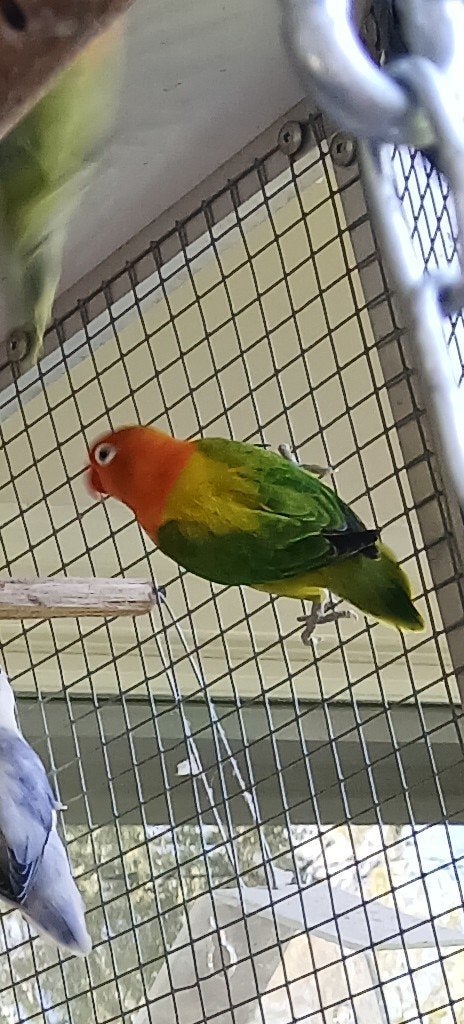 2 mooie aqapornis ficheri, Geslacht onbekend, Dwergpapegaai of Agapornis, Geringd