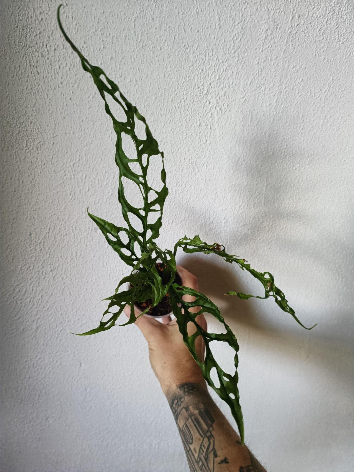 monstera obliqa peru, Ophalen of Verzenden, Halfschaduw, Minder dan 100 cm