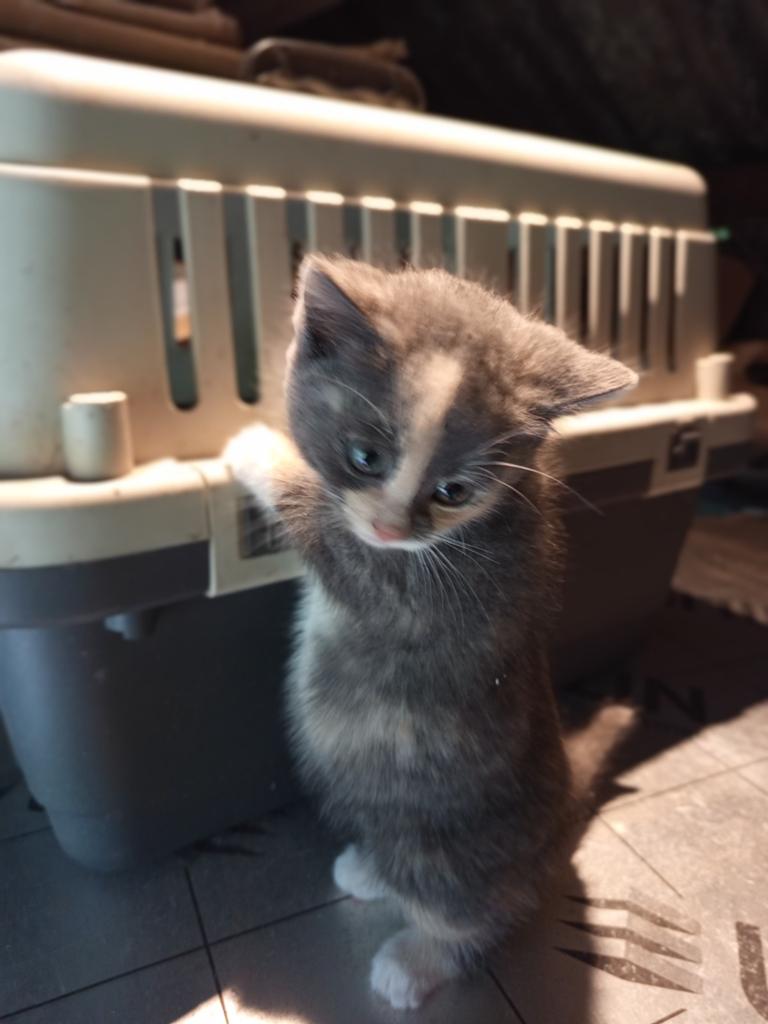 Boerderij kitten te koop, Dieren en Toebehoren, Katten en Kittens | Overige Katten, Kater