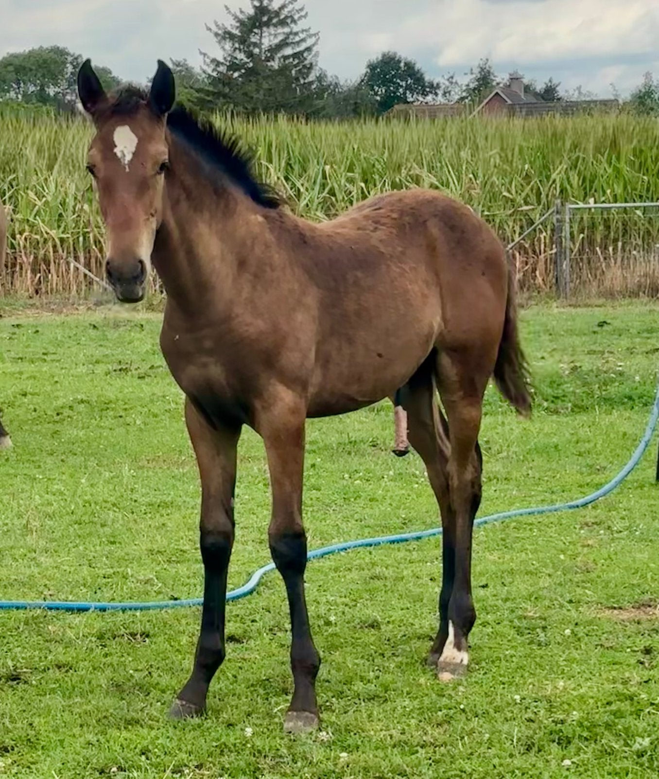 Meerdere PRE Andalusier s wegens inkrimping, Met stamboom, Dressuurpaard, 0 tot 2 jaar, Onbeleerd