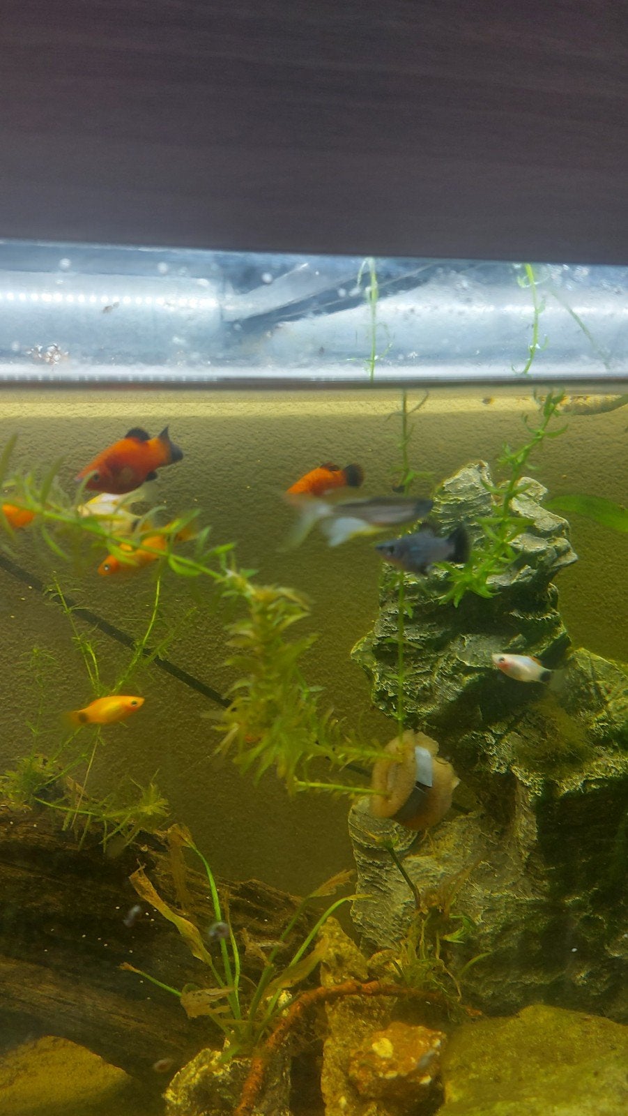 platies €20 of 5 Waterplanten, Dieren en Toebehoren, Vissen | Aquariumvissen, Vis
