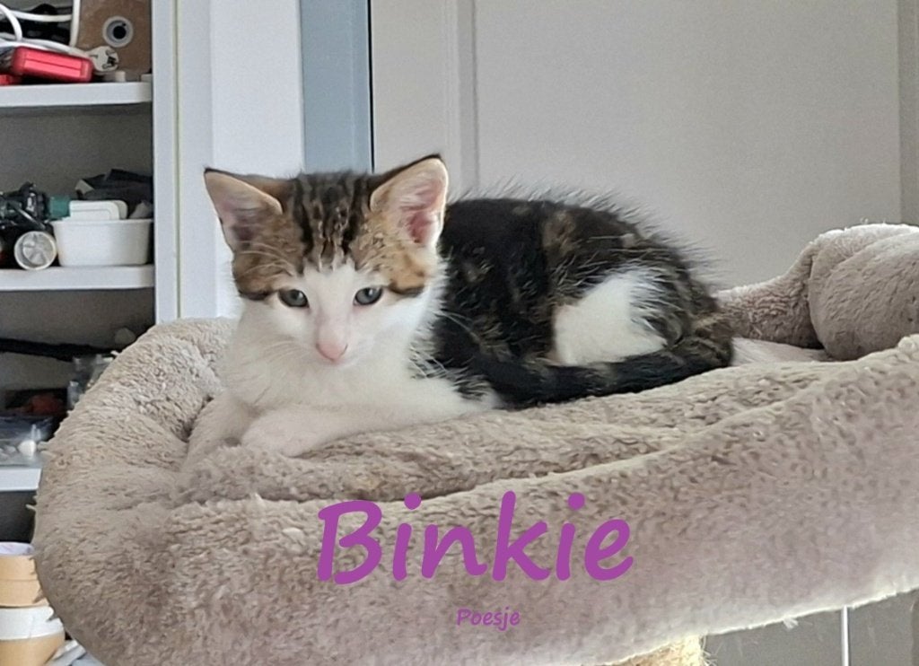5 Lieve kittens te koop, Dieren en Toebehoren, Meerdere dieren, Ontwormd
