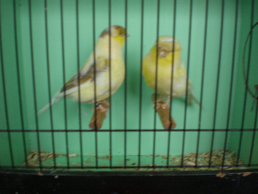 glosters, Meerdere dieren, Postuurkanarie