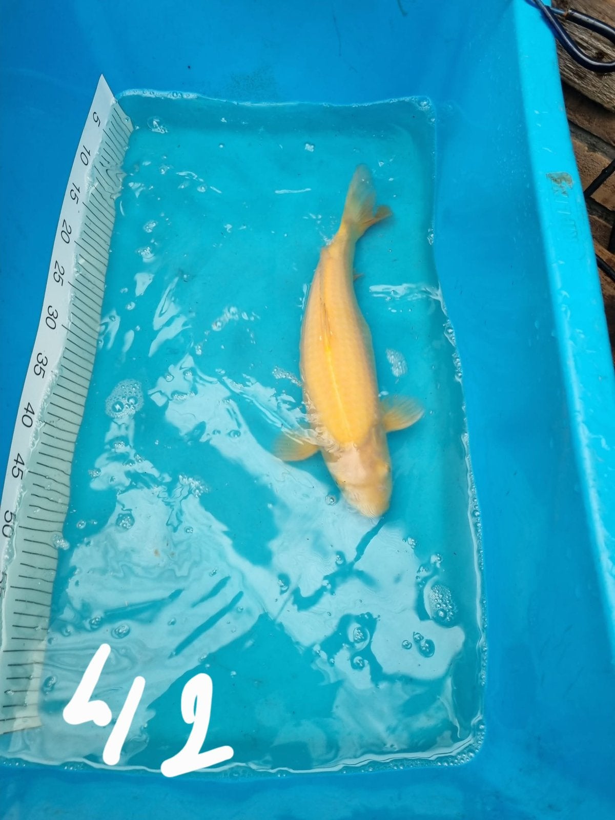 Te koop japanse koi karashi 42cm, Karper of Koi