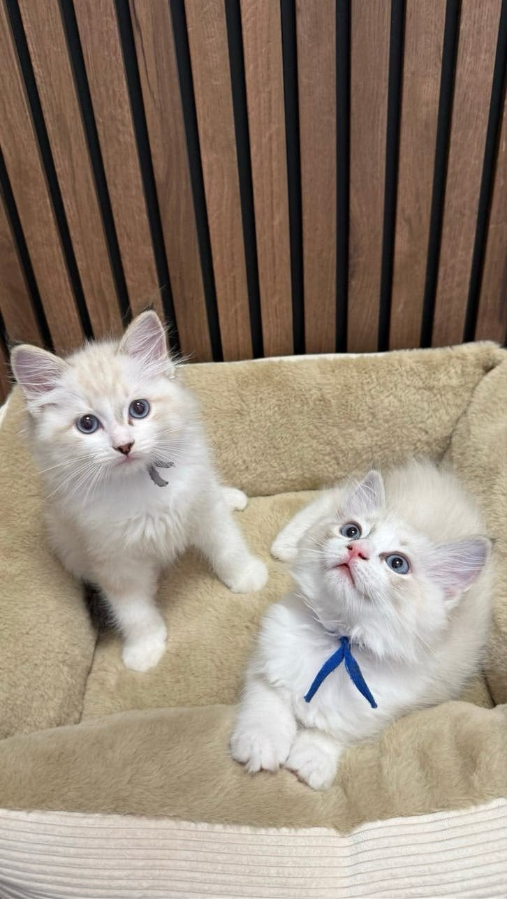 Prachtig Ragdoll kittens, Dieren en Toebehoren, Katten en Kittens | Overige Katten, Meerdere dieren, 0 tot 2 jaar
