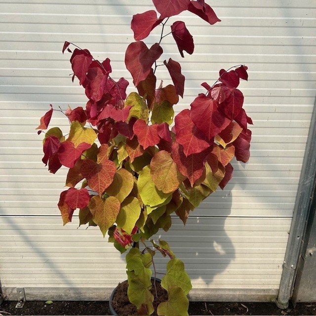 Cercis of Judasboom, Ophalen of Verzenden, Lente, In pot, 100 tot 250 cm