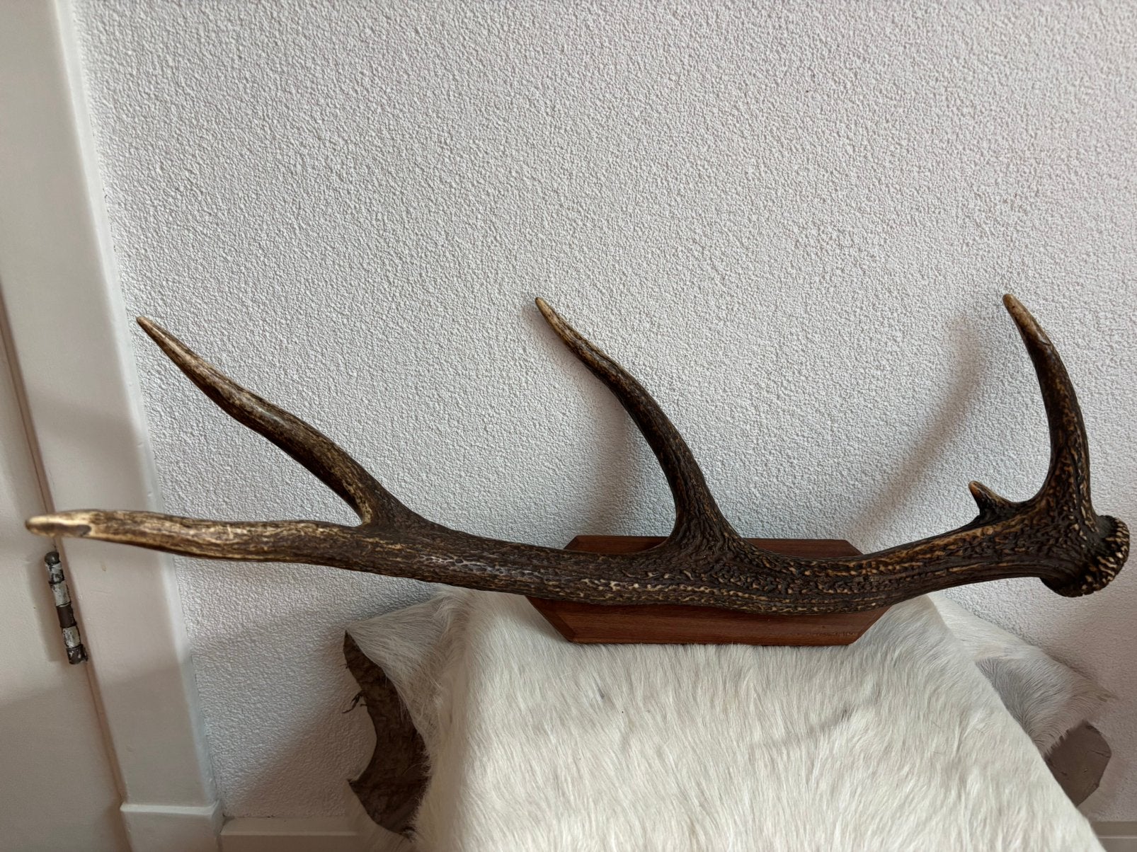 Oud Gewei hoorn hert ree 55 cm taxidermie, Ophalen of Verzenden, Zo goed als nieuw, Hout