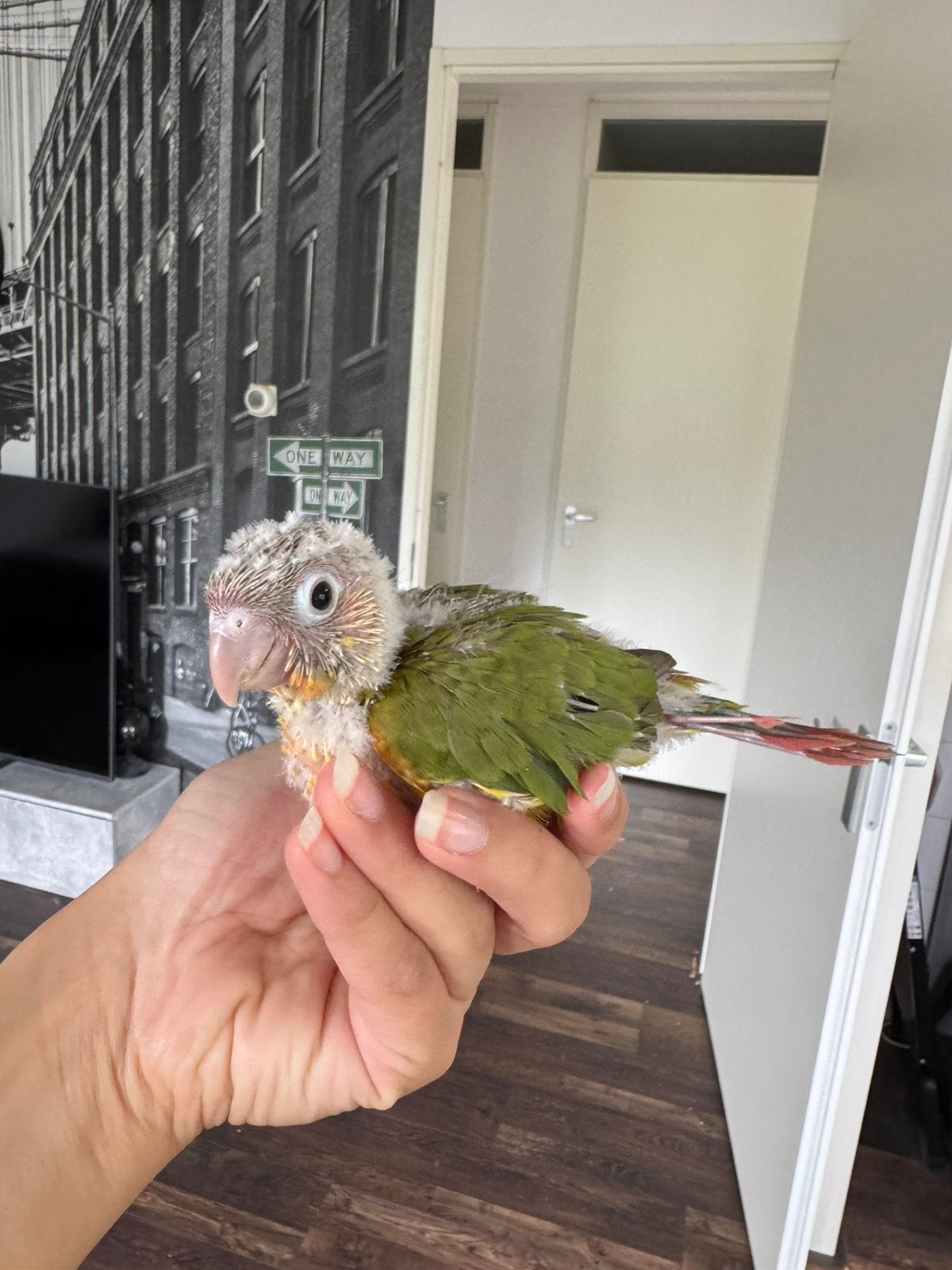 Super tamme baby pyrhurra’s pineapple., Dieren en Toebehoren, Vogels | Parkieten en Papegaaien, Geslacht onbekend, Parkiet, Geringd