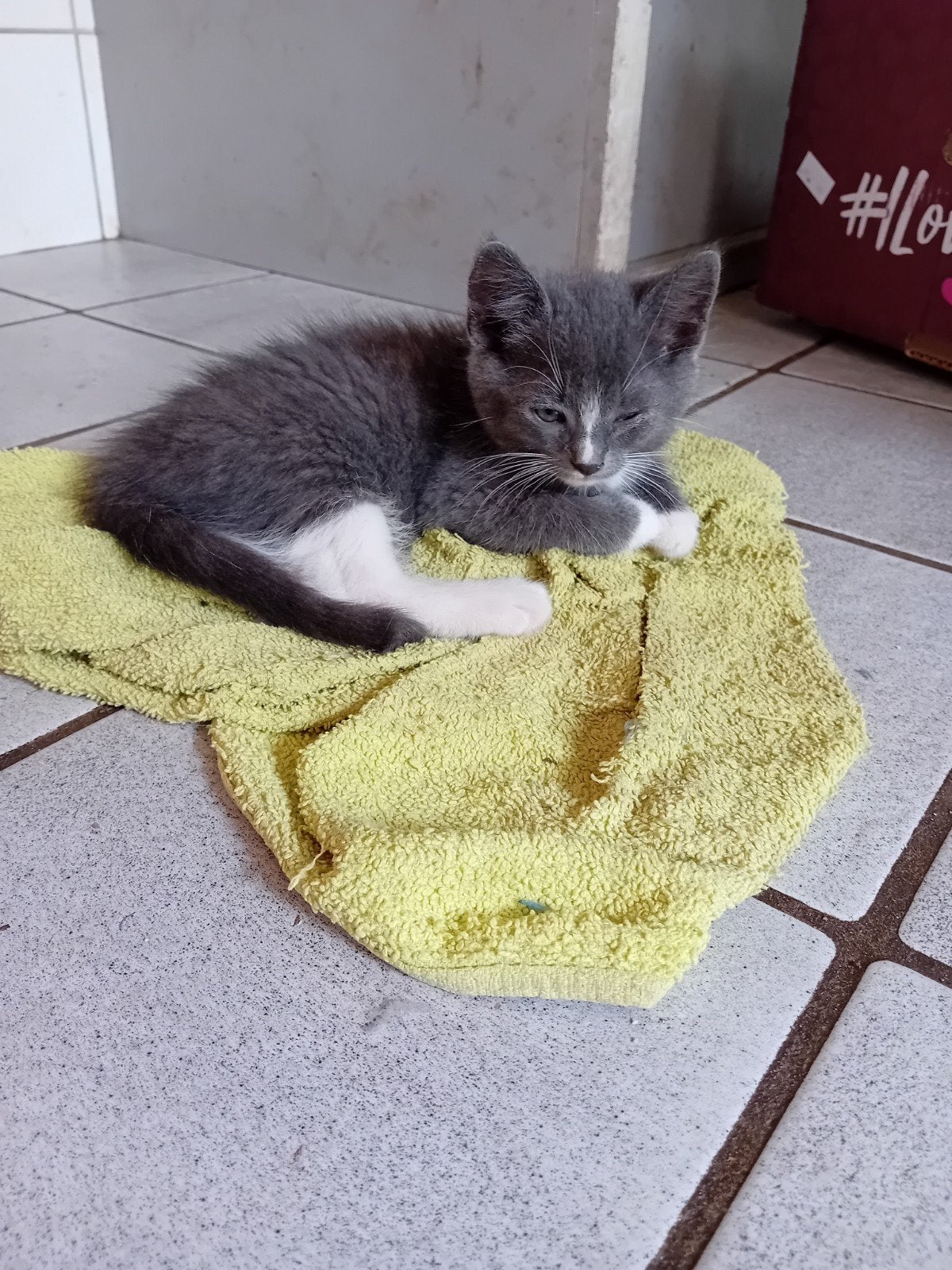 Prachtige kittens  beetje langharig dikke vacht en kortharig, Dieren en Toebehoren, Meerdere dieren, Langharig, 0 tot 2 jaar