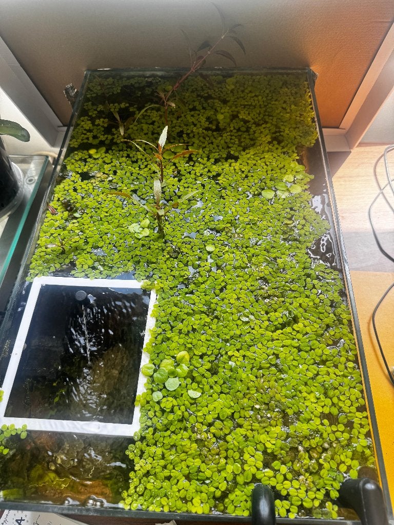 drijfplant, Ophalen, Nieuw, Plant(en), Steen of Hout, Overige merken