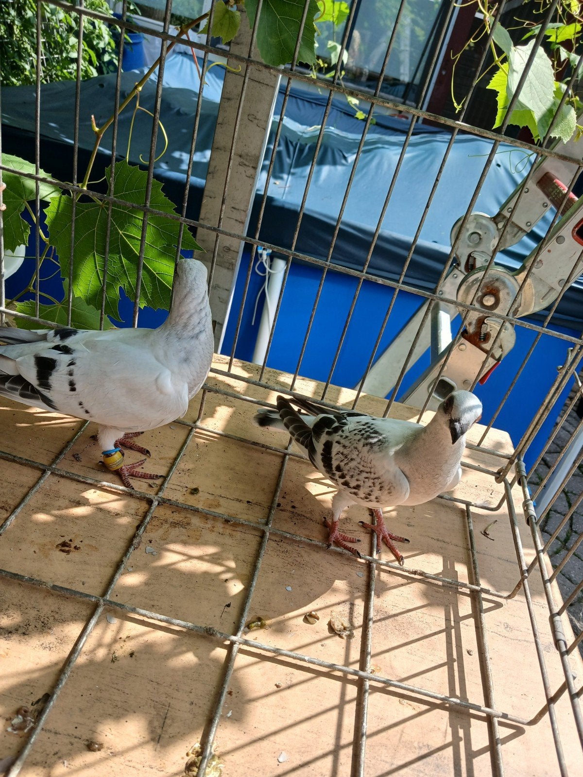 Jonge duiven, Dieren en Toebehoren, Vogels | Parkieten en Papegaaien, Meerdere dieren, Parkiet