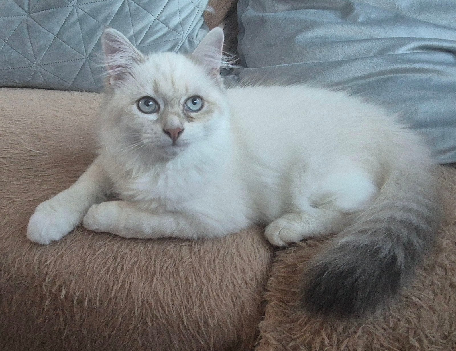 Te koop 16 weken oude Neva Masquerade poes , Snowflake,,, Poes, Gechipt