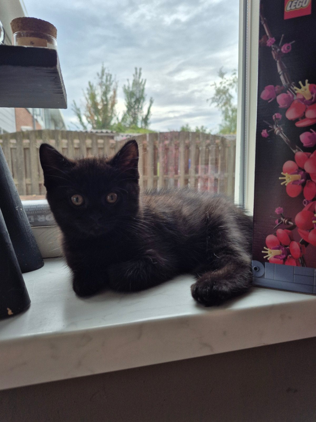 britsekorthaar kittens mogen direct weg, Dieren en Toebehoren, Meerdere dieren, Langharig, 0 tot 2 jaar