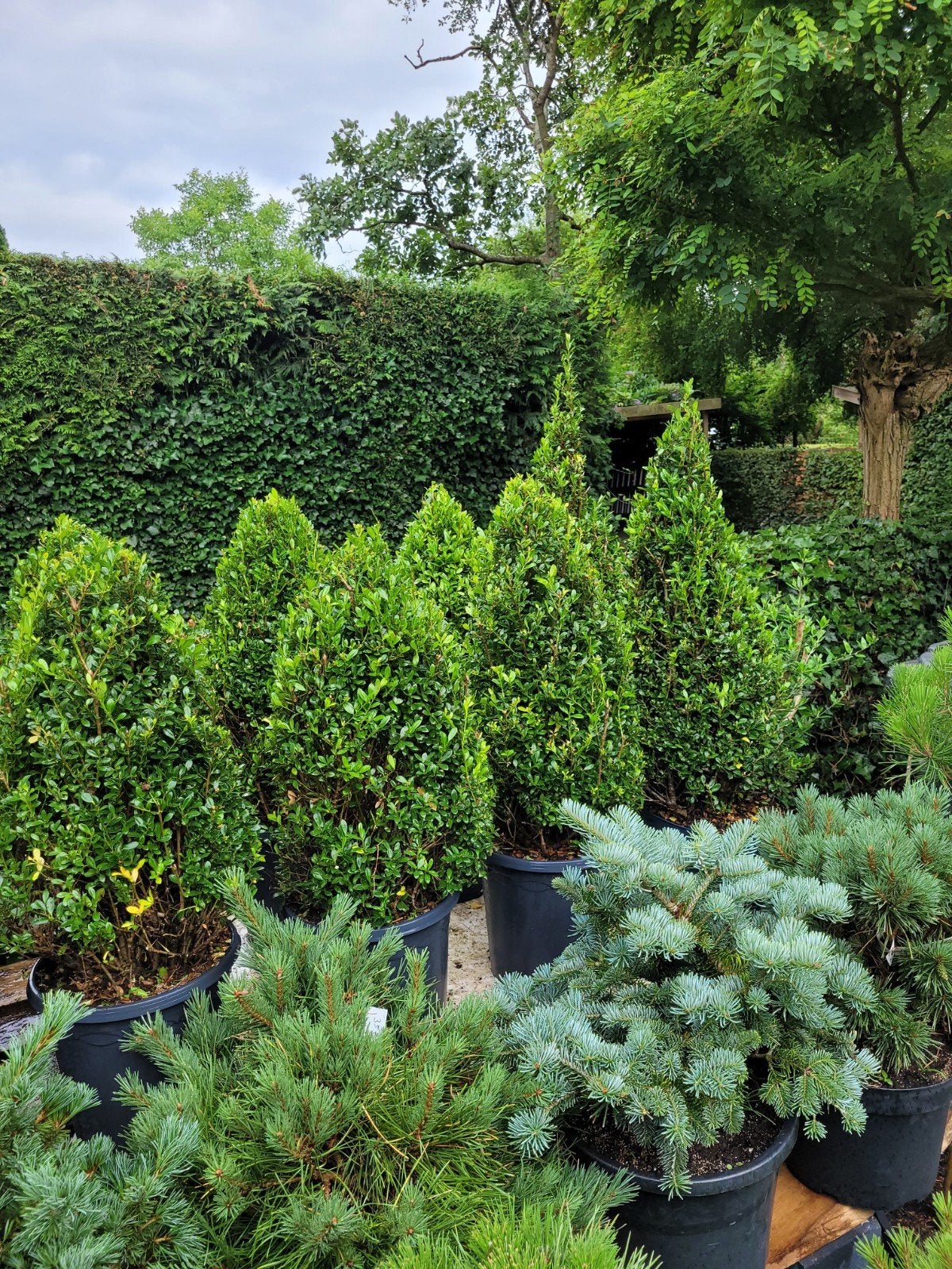 Ilex piramide aanbieding: nu 20€ per stuk!, Ophalen