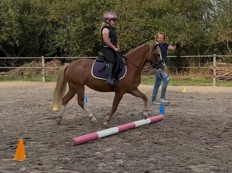 Knappe 5 jarige Welsh A pony merrie, Dieren en Toebehoren, Pony's, Merrie, Met stamboom, Zadelmak, A pony (tot 1.17m)