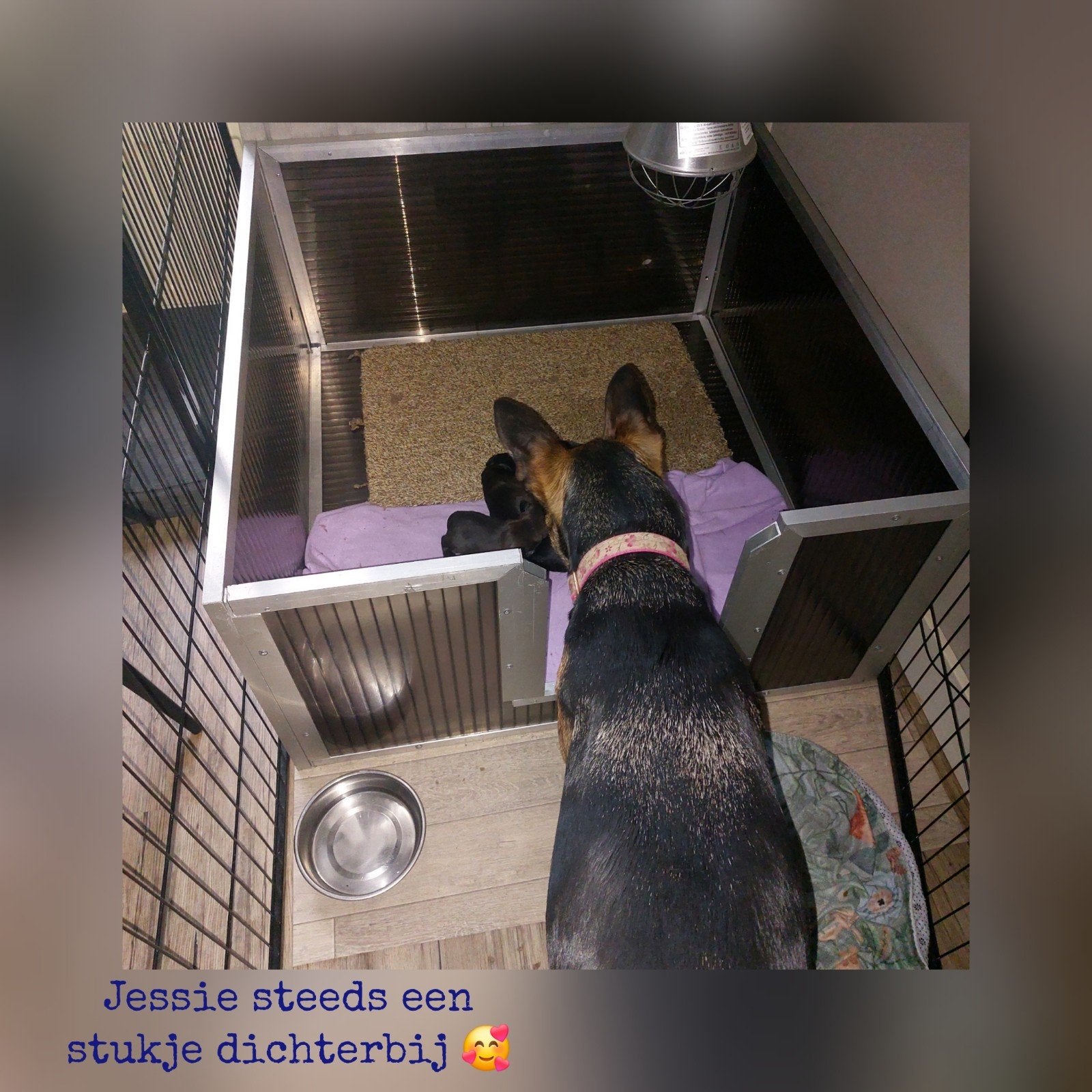 Shih tzu pups 💖, Dieren en Toebehoren, Overige rassen, 8 tot 15 weken, Meerdere, Meerdere dieren