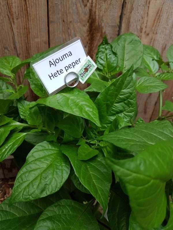 Hete Peper Plant - Kruidenplant gezocht, Tuin en Terras, Ophalen, Eenjarig, Groenteplanten, Volle zon