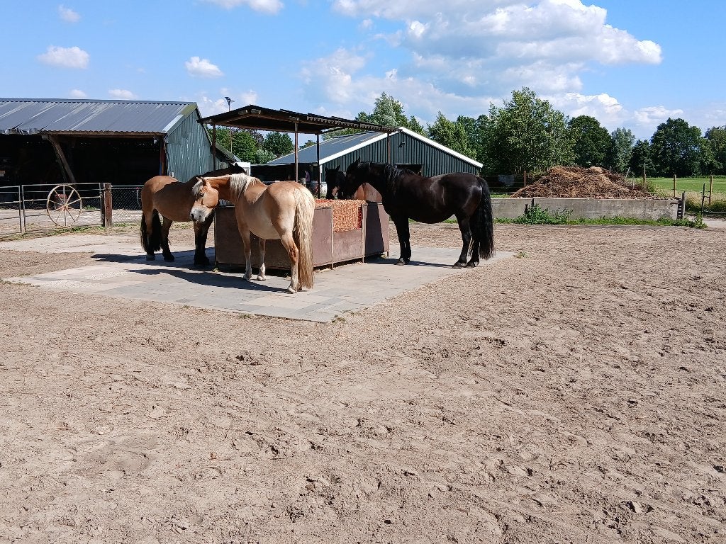 Plek op een doe het zelf paddock paradise, Dieren en Toebehoren, 1 paard of pony