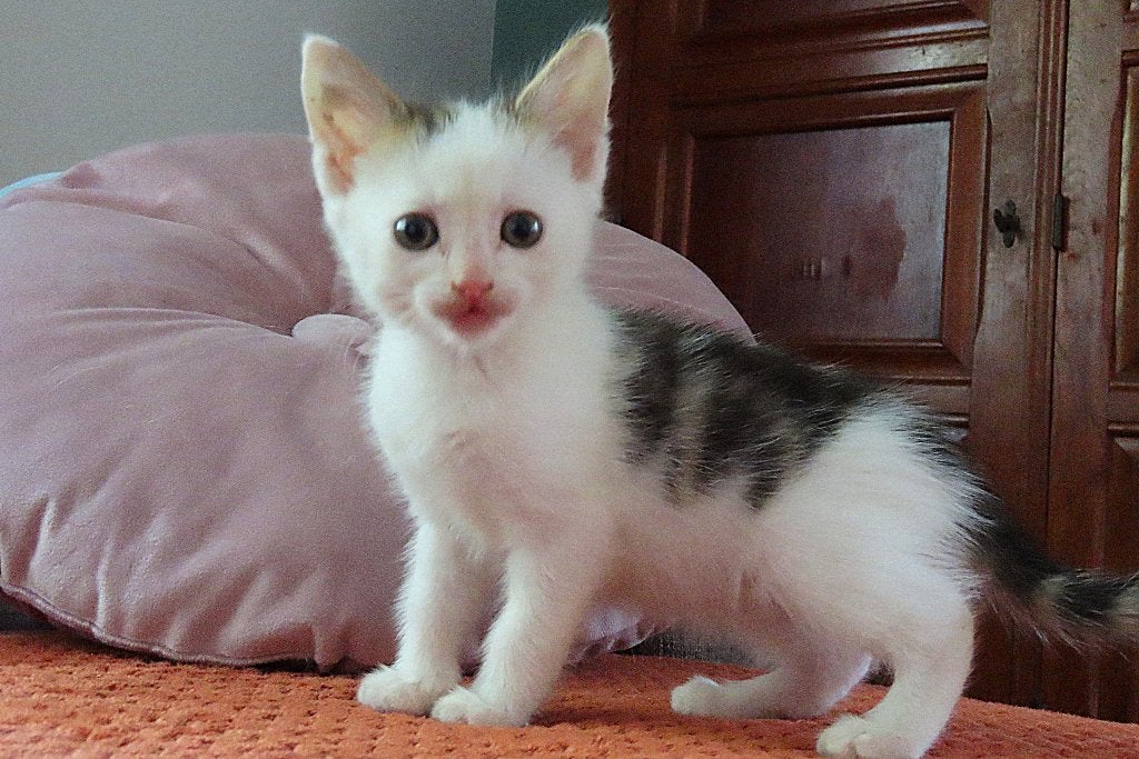 Europese korthaar kitten , ontwormt en ontvlooid, Meerdere dieren, Kortharig, 0 tot 2 jaar