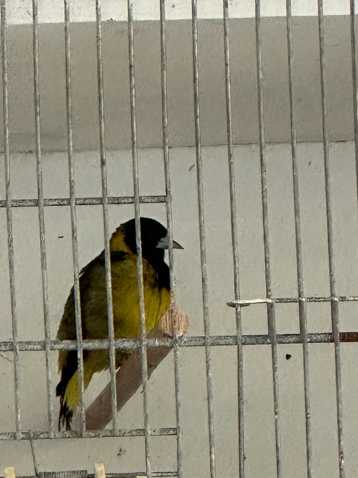 Zwartborst sijs man, Mannelijk, Wildzangvogel, Geringd