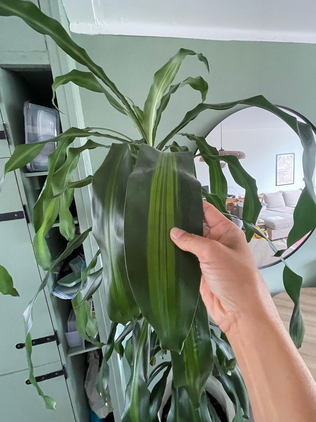 Grote Dracaena fragrans (Corn Plant) kamerplant, 200 cm of meer, Overige soorten, In pot, Groene kamerplant