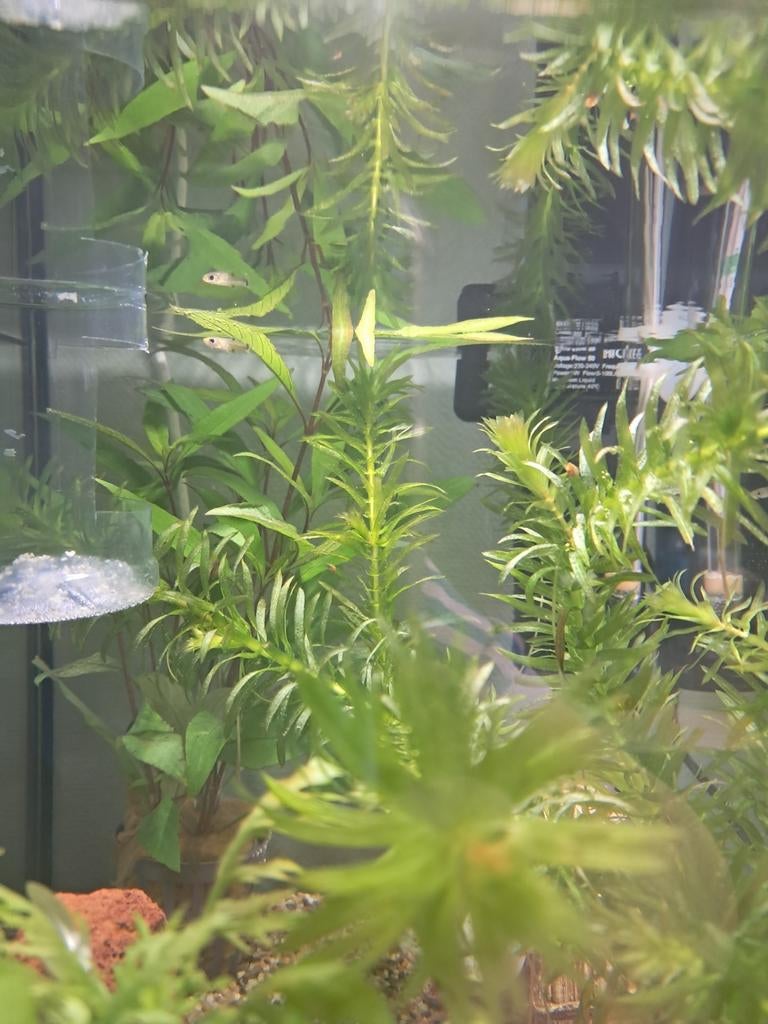 Baby guppies, Ophalen, Volle zon