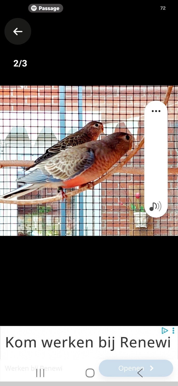 ik zoek 2 jonge (half) tamme bourke parkieten, Dieren en Toebehoren, Meerdere dieren